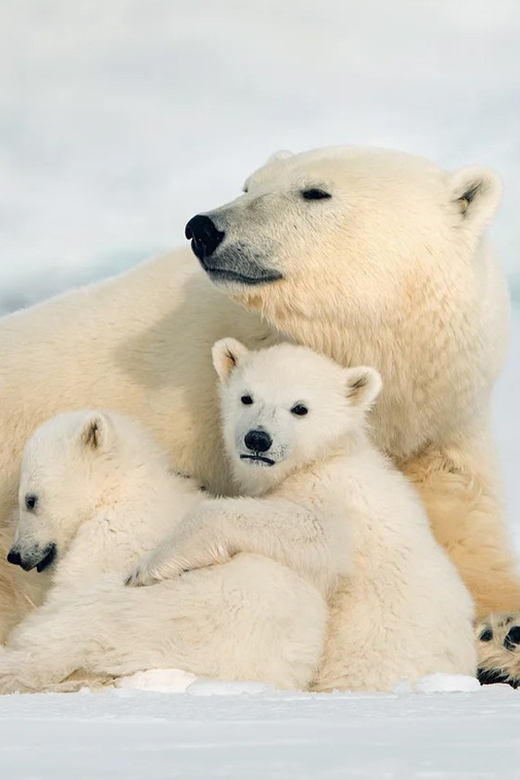 Rovaniemi: Arctic Animals Sleigh Rides and Wildlife Zoo - Key points worth knowing