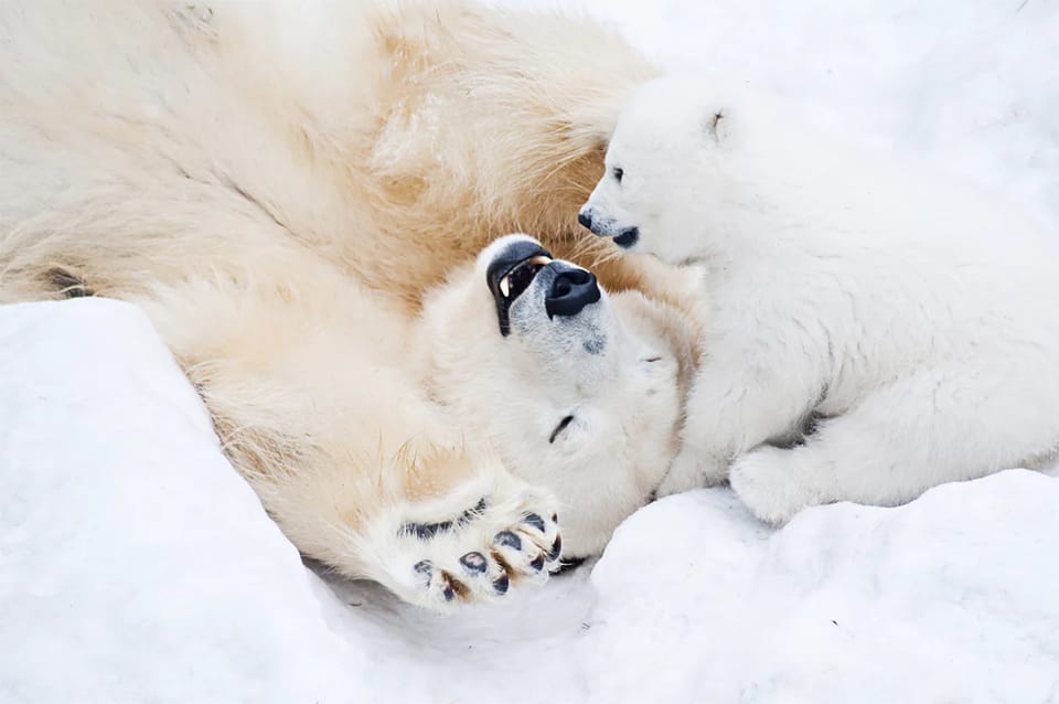 Rovaniemi: Arctic Animals Sleigh Rides and Wildlife Zoo - Should you book this Arctic animals + sled rides day?