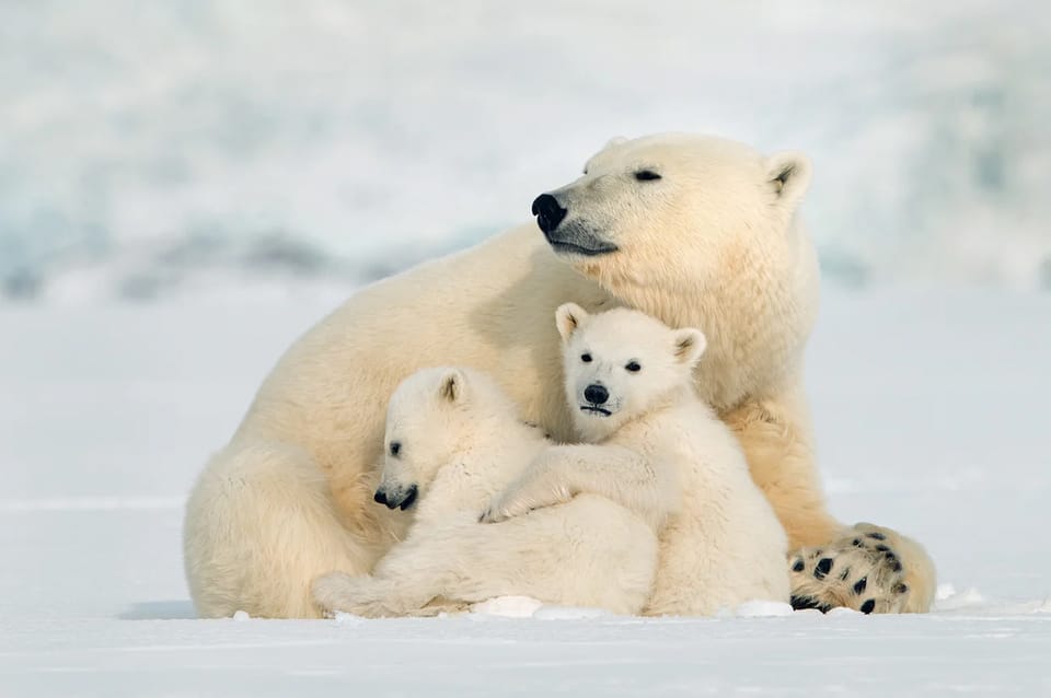Rovaniemi: Arctic Animals Sleigh Rides and Wildlife Zoo - From pickup to polar bears: how this 7-hour day really flows