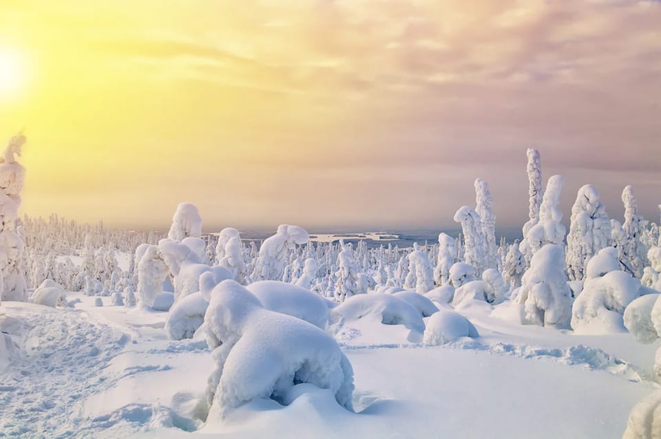 Rovaniemi: Arctic Animals Sleigh Rides and Wildlife Zoo - Reindeer sleigh ride: the joy comes with a snow check