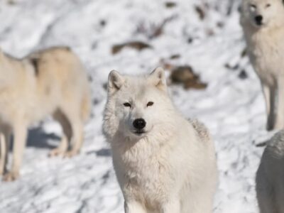 Rovaniemi: Arctic Animals Sleigh Rides and Wildlife Zoo - The husky farm stop: short sled rides and real questions