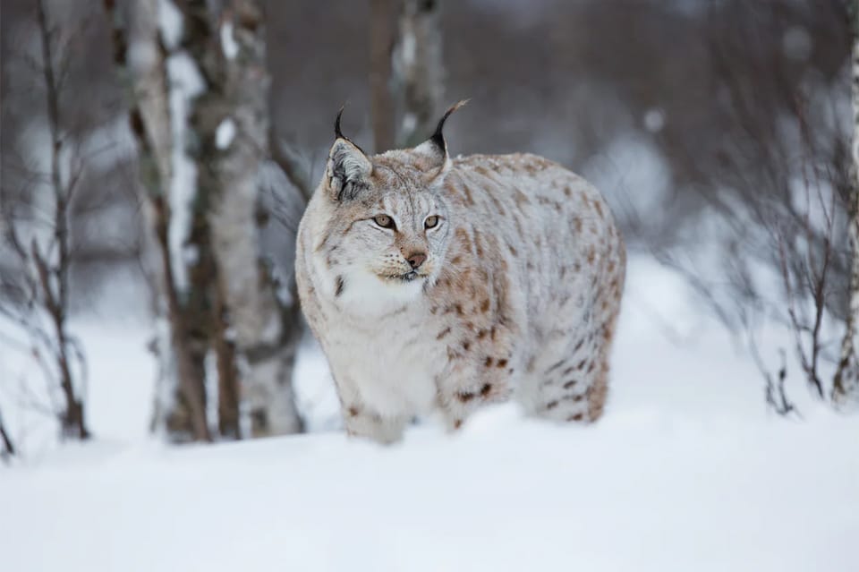 Rovaniemi: Arctic Animals Sleigh Rides and Wildlife Zoo - Ranua Wildlife Park: where the polar bears are the star