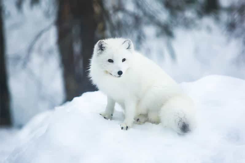 Rovaniemi: Arctic Animals Sleigh Rides and Wildlife Zoo - Lunch in the forest: Lappish buffet, real energy, no fuss