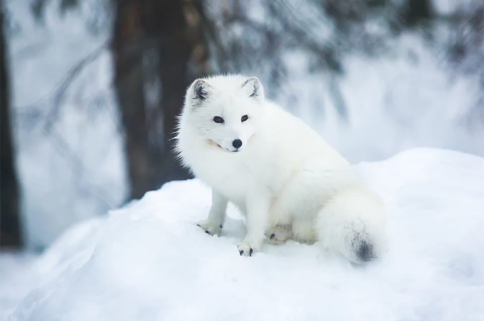 Rovaniemi: Arctic Animals Sleigh Rides and Wildlife Zoo - Price and value: why $340 can make sense here