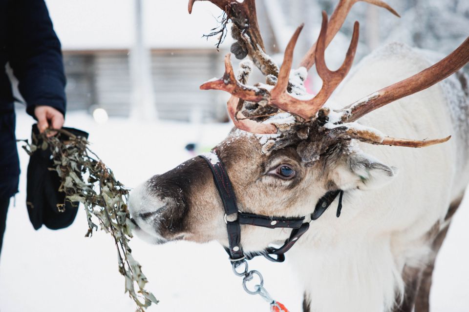 Rovaniemi: Arctic Circle Highlights by Snowmobile - Key Highlights Worth Planning For