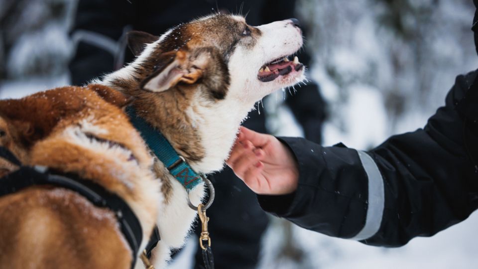 Rovaniemi: Arctic Circle Highlights by Snowmobile - Husky Time: 500 Meters With Energetic Alaskan Huskies