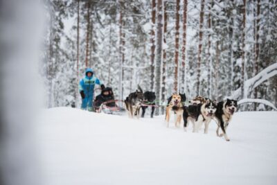 Rovaniemi: Arctic Circle Highlights by Snowmobile - Reindeer Farm Start: Your 500-Meter Sled Ride and Driver’s License Moment