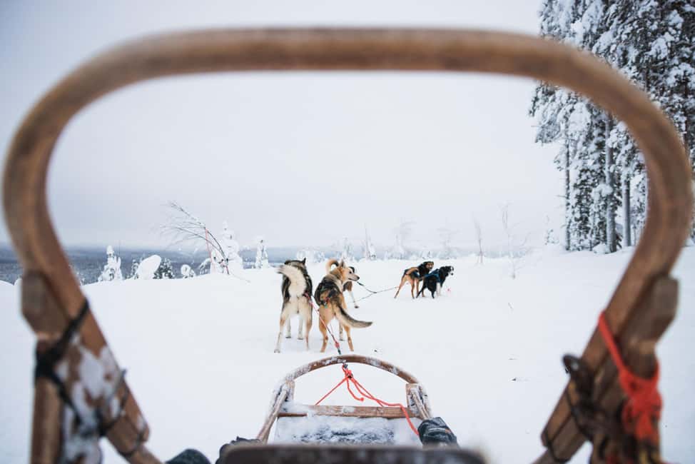 Rovaniemi: Arctic Circle Long Trail Husky Adventure - Key things to know before you go