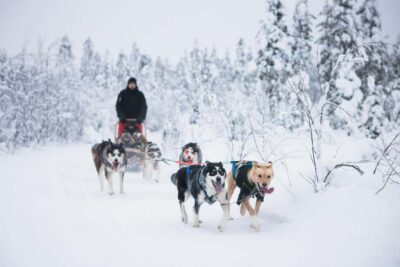 Rovaniemi: Arctic Circle Long Trail Husky Adventure - Picking up in Rovaniemi: Santa Claus Village or the city office