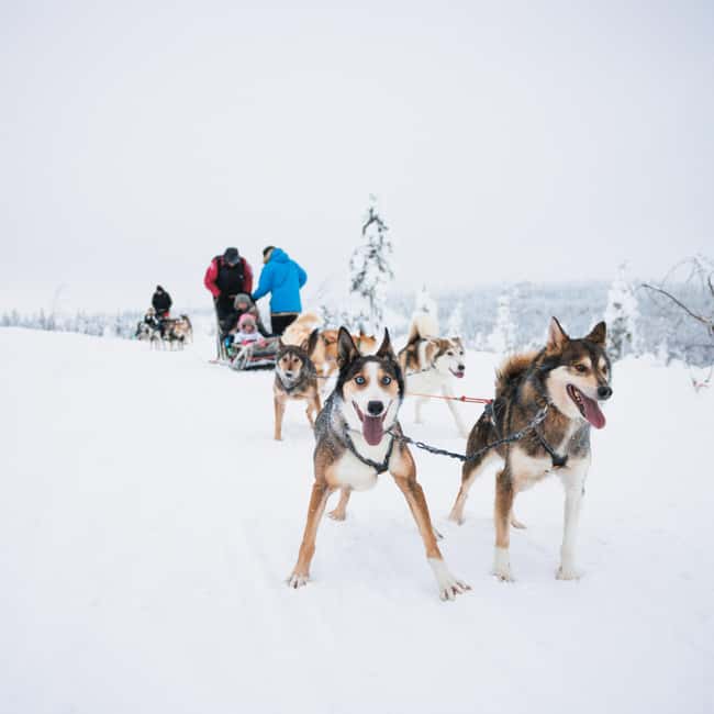 Rovaniemi: Arctic Circle Long Trail Husky Adventure - The husky safari: how the sled ride works (and why you get to drive)