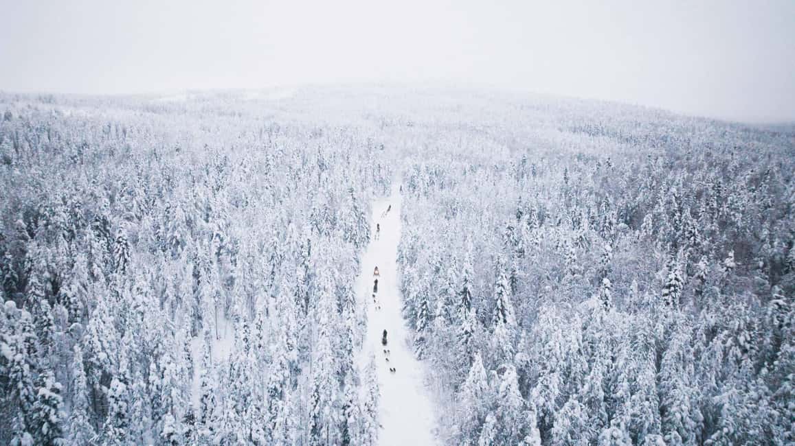 Rovaniemi: Arctic Circle Long Trail Husky Adventure - Small group size: why it changes your experience