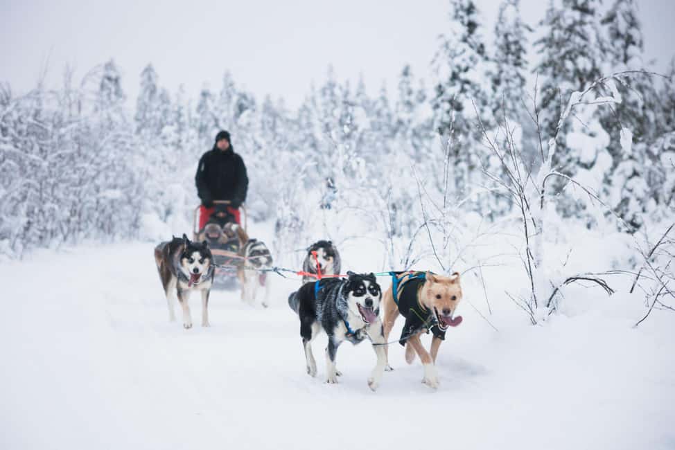 Rovaniemi: Arctic Circle Long Trail Husky Adventure - Picking up in Rovaniemi: Santa Claus Village or the city office