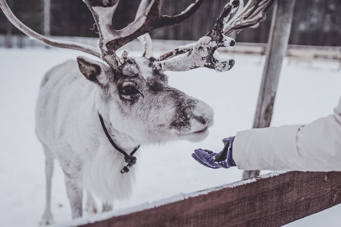 Rovaniemi: Authentic Lapland Reindeer Farm Visit & Sled Ride - Key highlights worth knowing before you go