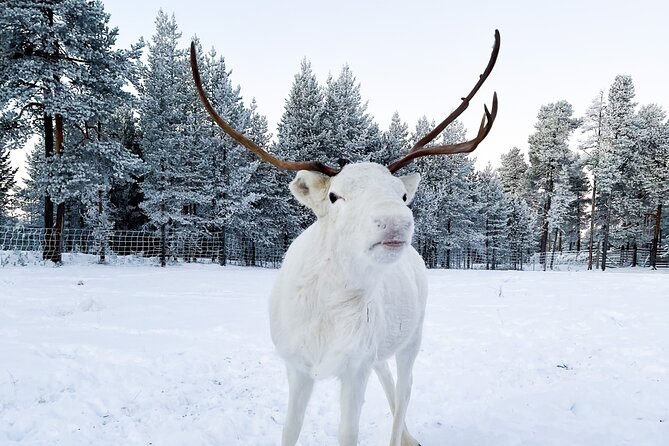 Rovaniemi: Authentic Lapland Reindeer Farm Visit & Sled Ride - A Real-Family Reindeer Farm in Rovaniemi