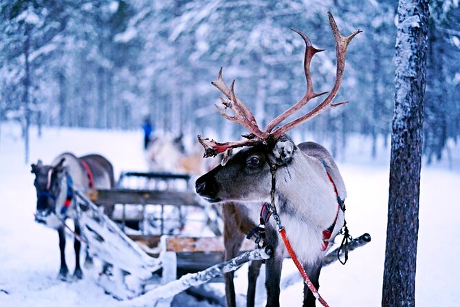 Rovaniemi: Authentic Lapland Reindeer Farm Visit & Sled Ride - Meeting the reindeer: close-up, calm, and genuinely practical