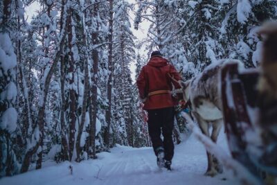 Rovaniemi: Authentic Lapland Reindeer Farm Visit & Sled Ride - What you can expect in about 3 hours (and why timing matters)