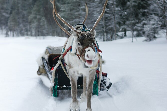 Rovaniemi: Authentic Lapland Reindeer Farm Visit & Sled Ride - Price and value: what $212 is really buying