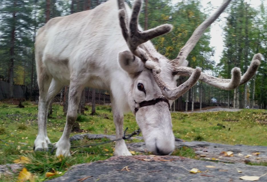 Rovaniemi: Authentic Reindeer Farm & Canoeing - Key things that make this tour worth your hours