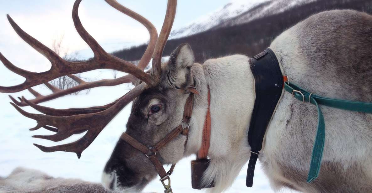 Rovaniemi: Authentic Reindeer Farm Visit & Short Sleigh Ride - Key highlights worth your attention