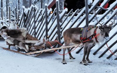 Rovaniemi: Authentic Reindeer Farm Visit & Short Sleigh Ride - Getting to the farm: pickup, transport, and timing that matters