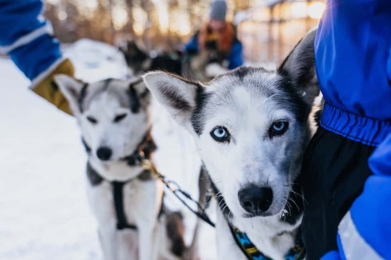 Rovaniemi: Autumn Husky Ride on Wheels - Key highlights to know before you go