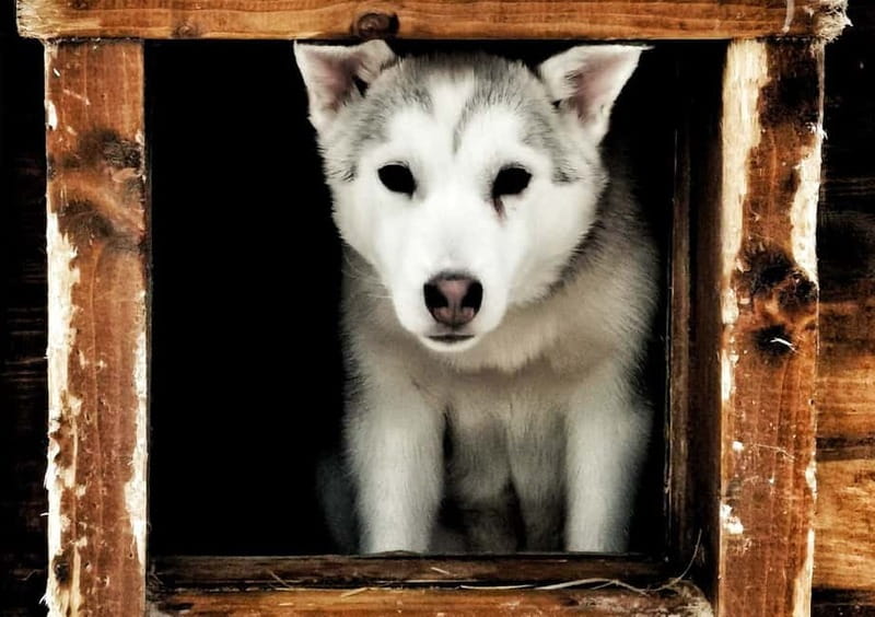 Rovaniemi: Autumn Husky Ride on Wheels - Rovaniemi autumn and why wheels beat a sleigh here