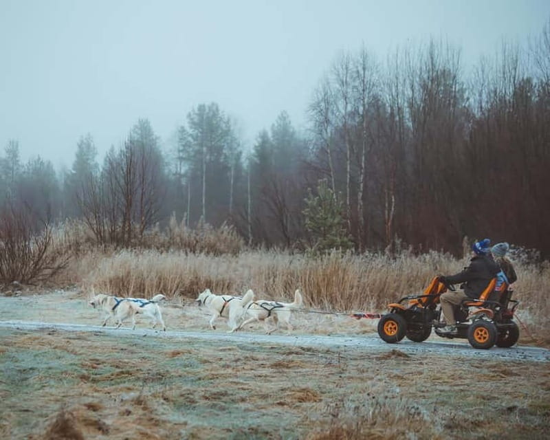 Rovaniemi: Autumn Husky Ride on Wheels - The 2-hour flow: what you’ll do from pickup to return