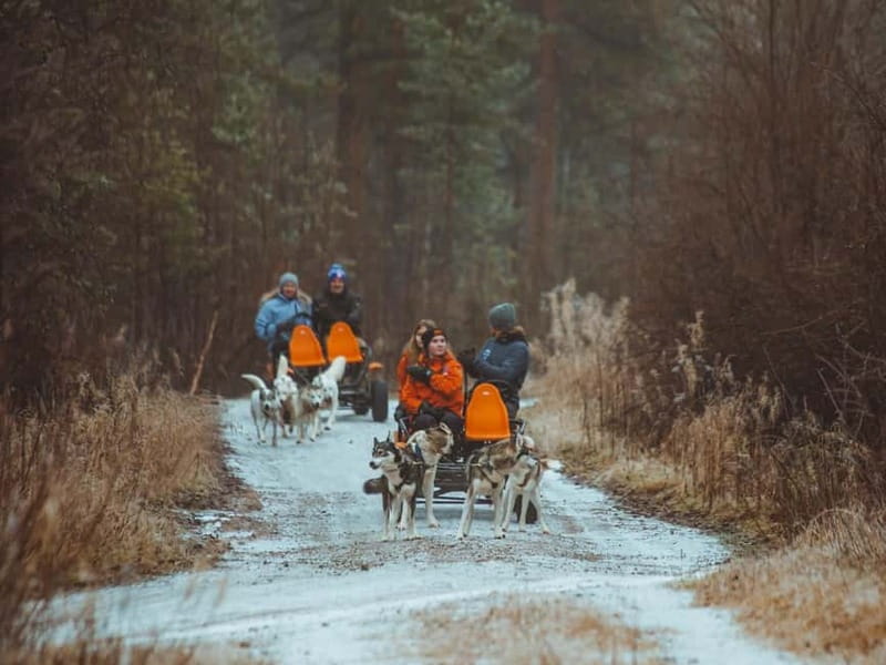 Rovaniemi: Autumn Husky Ride on Wheels - Price and value: what $169 gets you in real terms