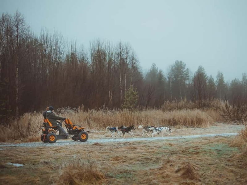 Rovaniemi: Autumn Husky Ride on Wheels - Who should book this husky cart ride