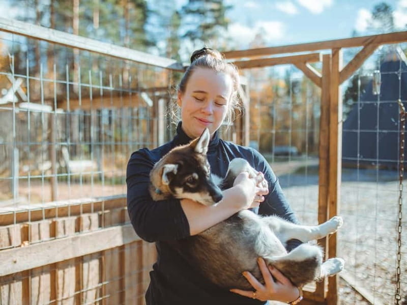 Rovaniemi: Autumn Husky Ride on Wheels - Should you book the Autumn Husky Ride on Wheels?