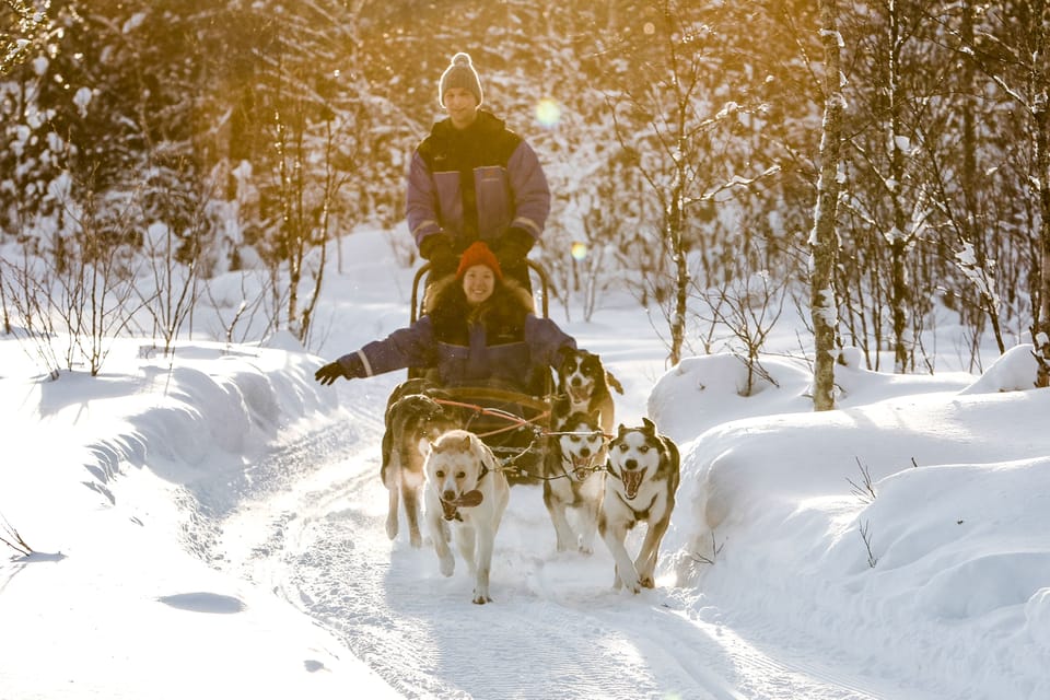 Rovaniemi: Daytime Husky Safari - Key Points Before You Go
