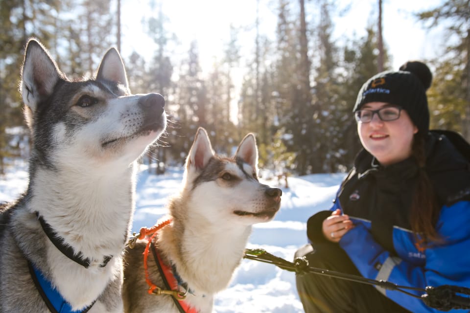Rovaniemi: Daytime Husky Safari - From Resort Reception to Kennel: The Part That Sets the Tone
