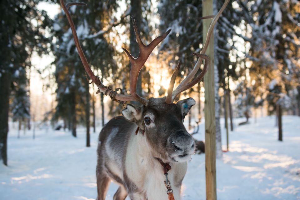 Rovaniemi: Daytime Reindeer Sleigh Ride - Key things to know before you go