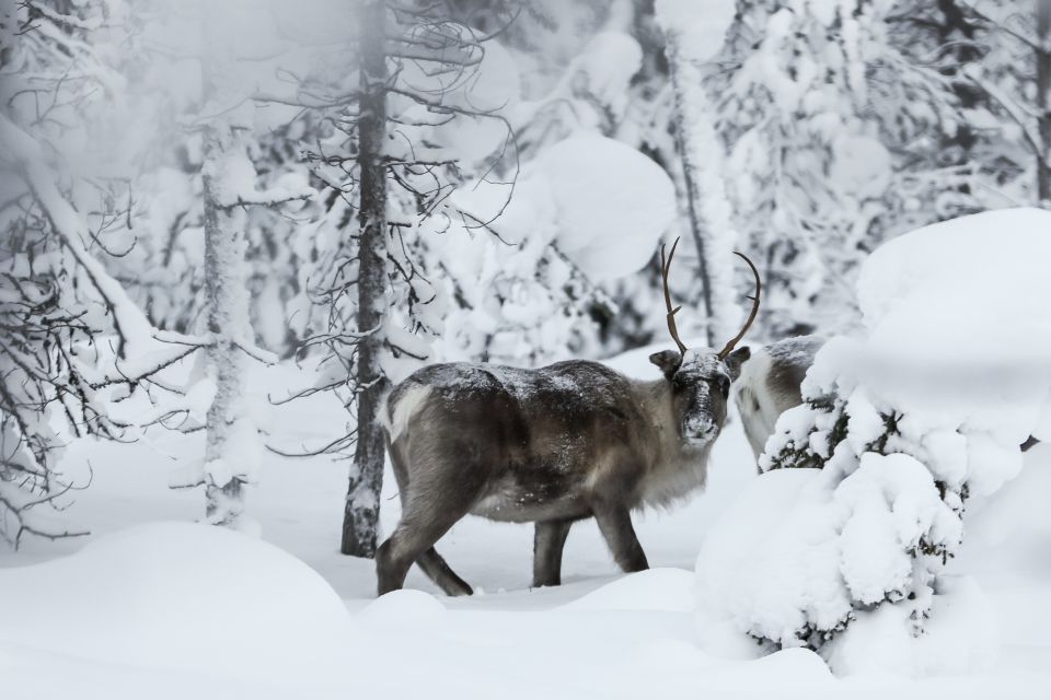 Rovaniemi: Daytime Reindeer Sleigh Ride - Walking to the reindeer farm: the start of the real animal time