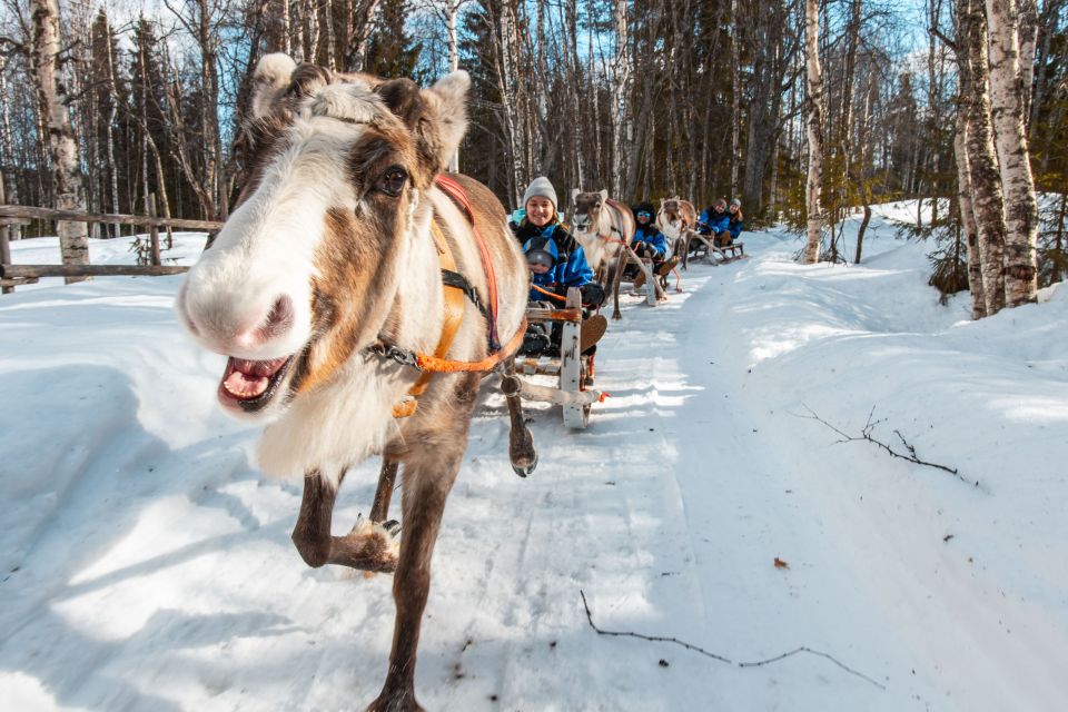 Rovaniemi: Daytime Reindeer Sleigh Ride - Cold-weather comfort: how to enjoy the wind and not rush to leave