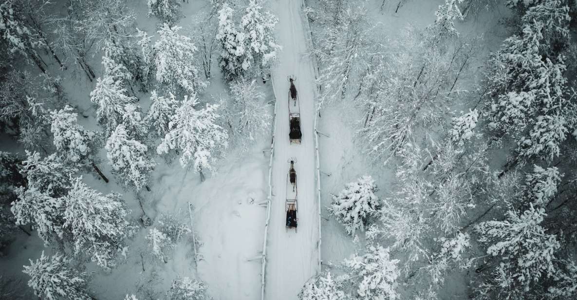 Rovaniemi: Daytime Reindeer Sleigh Ride - Meeting at Safartica Office (Koskikatu 9) and why being early matters