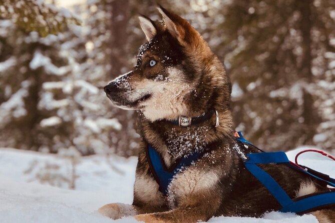 Rovaniemi: Drive Your Own Husky Team (6–10 km) & BBQ - Self-driven husky mushing over 6–10 km in Rovaniemi