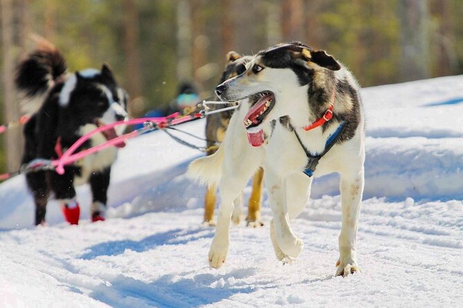Rovaniemi: Drive Your Own Husky Team (6–10 km) & BBQ - How the husky driving actually works (and why it feels manageable)