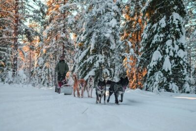 Rovaniemi: Drive Your Own Husky Team (6–10 km) & BBQ - Meeting named guides and using their coaching to feel safe