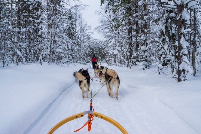 Rovaniemi: Drive Your Own Husky Team (6–10 km) & BBQ - Pickup, timing, and the one thing you should watch: weather