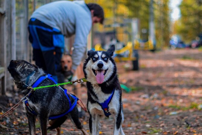 Rovaniemi: Drive Your Own Husky Team (Autumn) & BBQ - Husky Driving in Autumn: What Makes It Different in Lapland