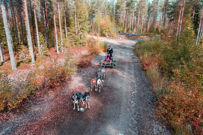 Rovaniemi: Drive Your Own Husky Team (Autumn) & BBQ - The Farm Visit: More Than a Quick Meet-and-Greet