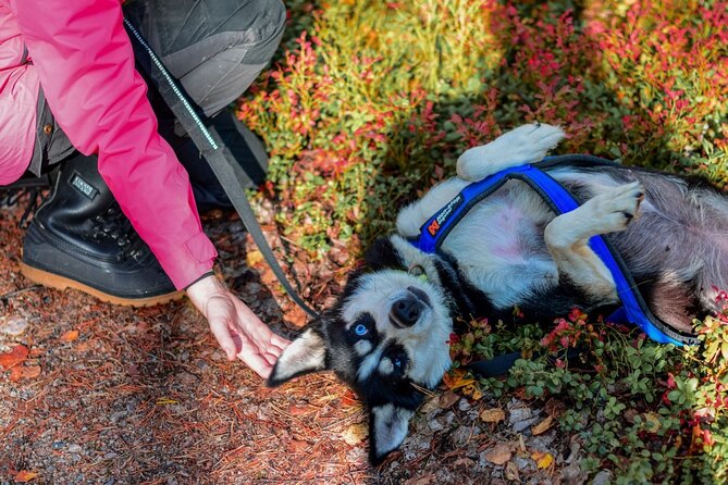 Rovaniemi: Drive Your Own Husky Team (Autumn) & BBQ - Weather Reality in Rovaniemi Autumn (And Why It Can Affect You)
