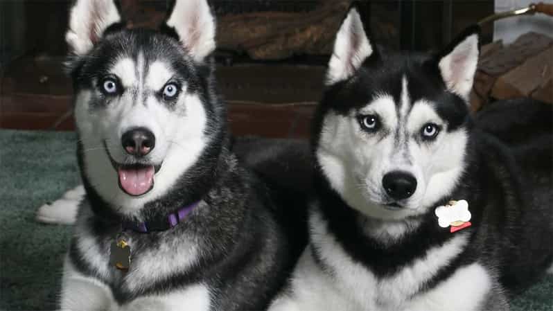 Rovaniemi: Family Friendly Husky Ride and Farm Visit - Key details that matter