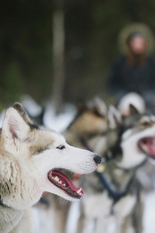 Rovaniemi: Family Friendly Husky Ride and Farm Visit - Arriving at Nordic Unique Travels in Rovaniemi