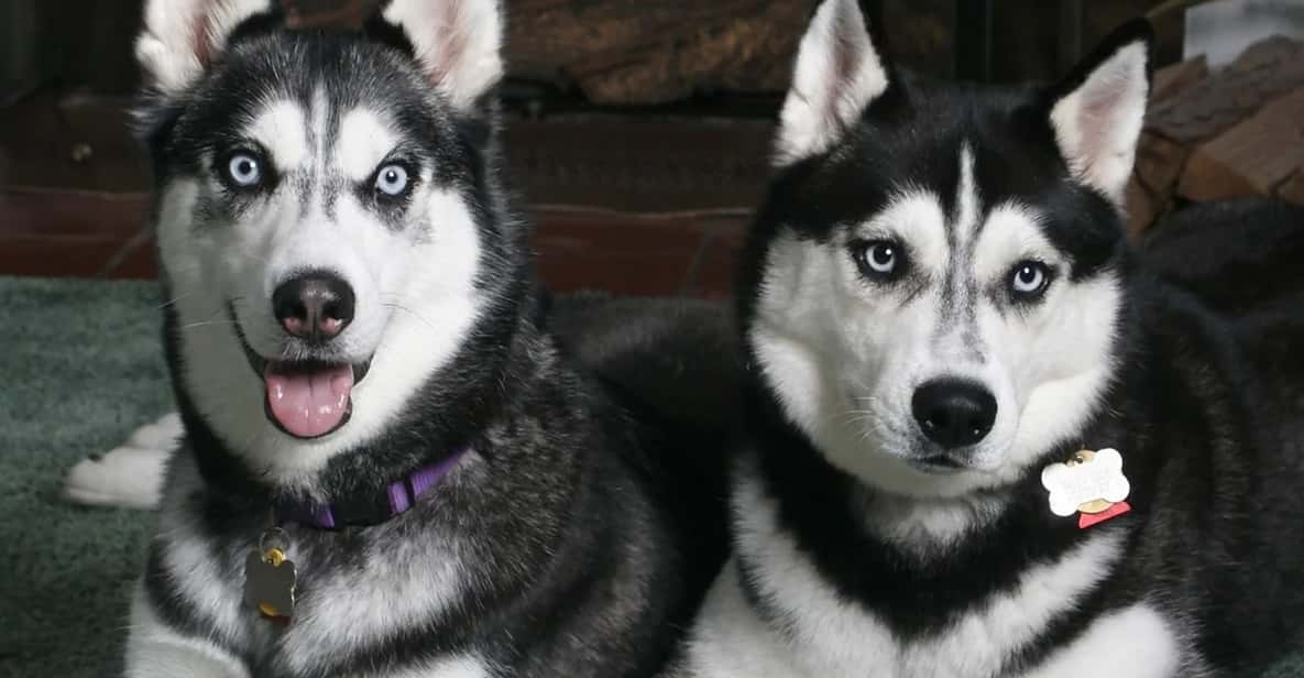 Rovaniemi: Family Friendly Husky Ride and Farm Visit - The Husky Sleigh Ride Through Snow: About 800m to 1km