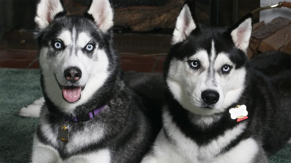 Rovaniemi: Family Friendly Husky Ride and Farm Visit - The Best Part for Many People: Cuddles, Photos, and Up-Close Time