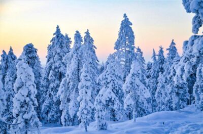 Rovaniemi: Guided Wilderness Snowmobile Ride - Safety Briefing That Actually Gets You Ready to Ride