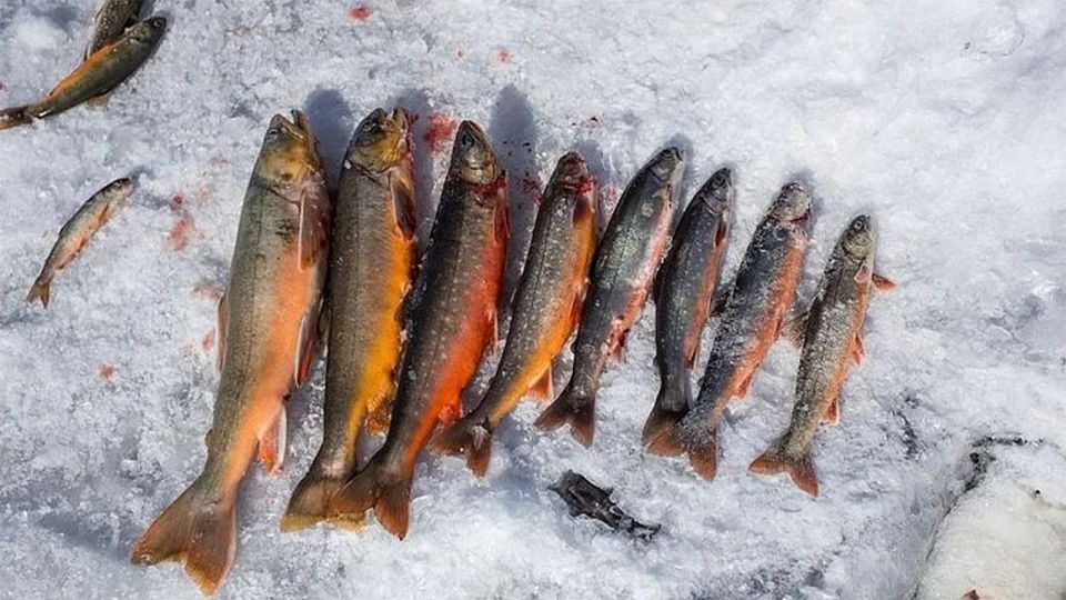 Rovaniemi: Half-Day Snowmobile & Ice Fishing Experience - Riding a snowmobile and ice fishing in Rovaniemi: why it works