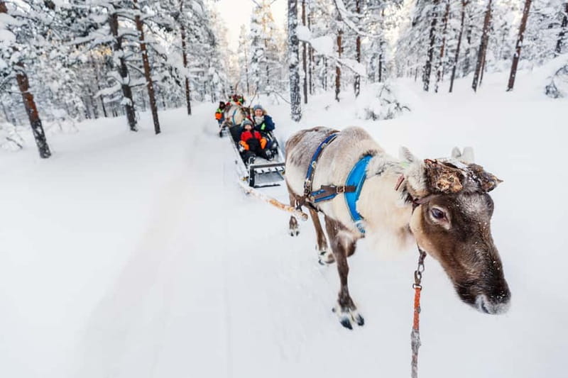 Rovaniemi: Husky Farm and Reindeer Experience - Rovaniemi Husky + Reindeer: a fast way to get the real Arctic feeling